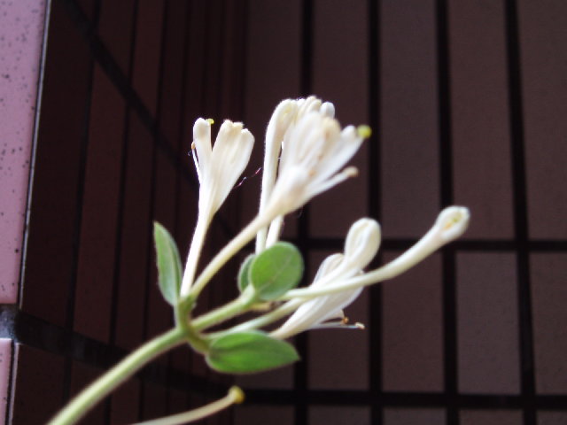 金銀花