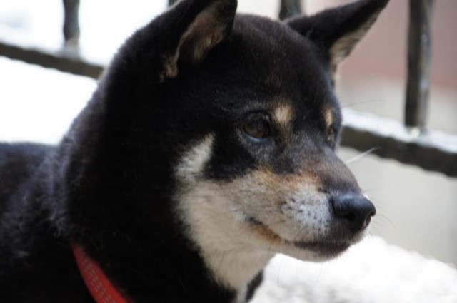 dog.jpg