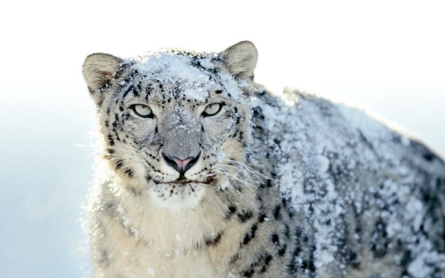 Mac-OSX-Snow-Leopard-Wallpaper .jpg
