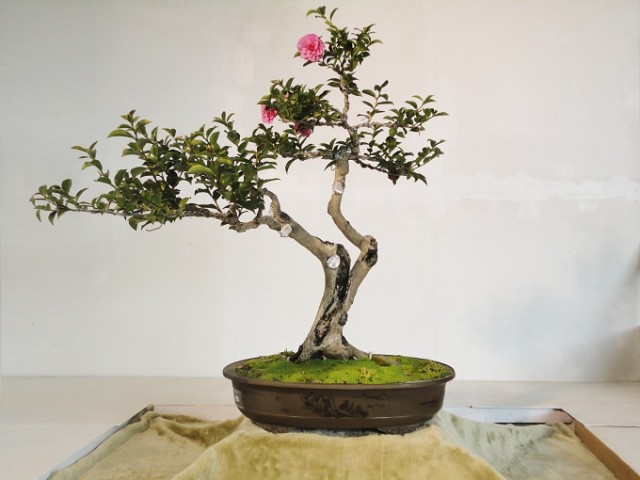 TY00169-1.jpg