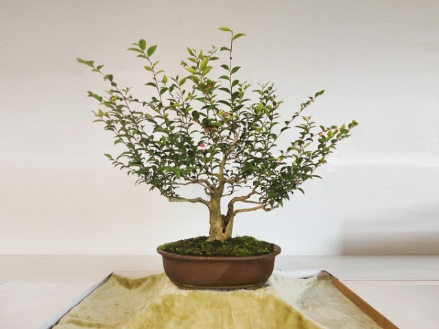 CY00206-1.jpg