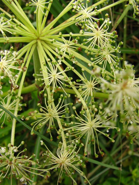 野當歸