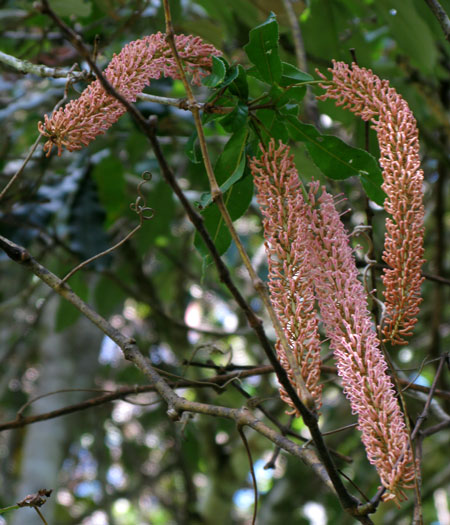 macadamia tetraphylla.jpg