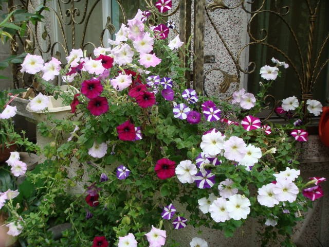 DSC00638.jpg