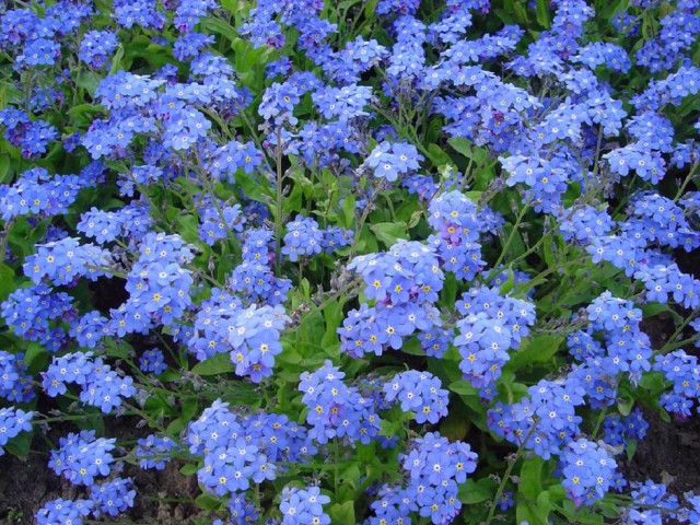 Myosotis_victoria_dsc00894.jpg